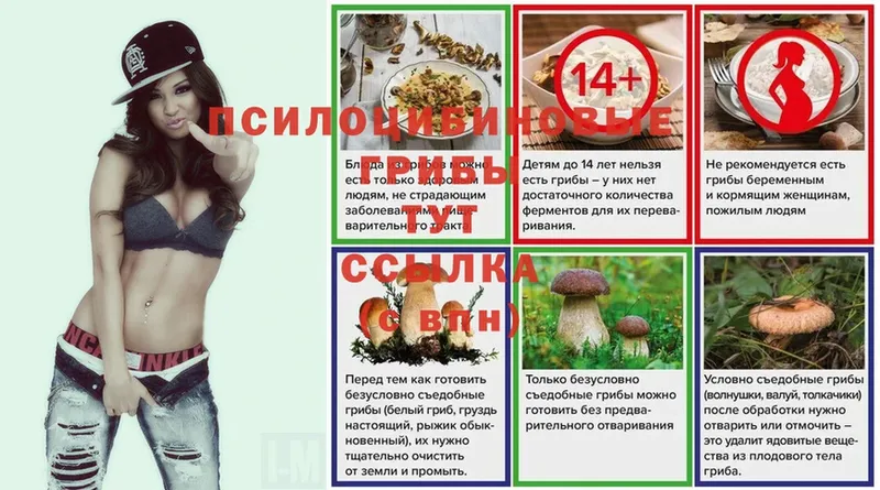 Псилоцибиновые грибы ЛСД  наркошоп  Ак-Довурак 